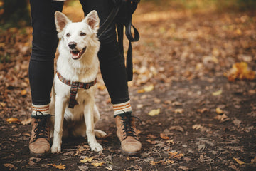 Fall Activities To Do With Your Pet - Pets Essentials