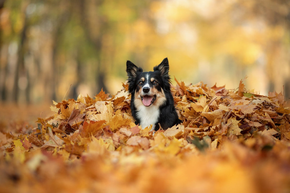 Is Your Pet Ready for Fall? Preparing for Seasonal Changes - Pets Essentials