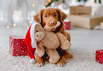 Paw-some Presents: The Ultimate Pet Gift Guide for Your Furry Friend! - Dog Edition - Pets Essentials