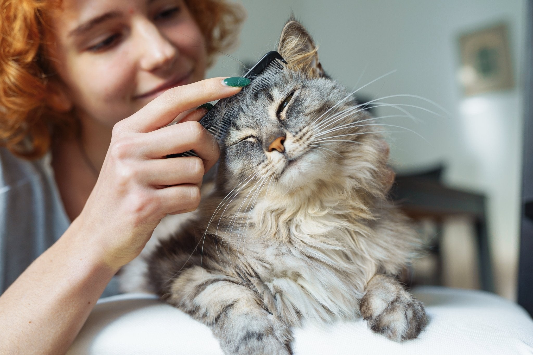 Curated visual reference: Visual Reference: Tackle Summer Shedding Cat Grooming Made Easy