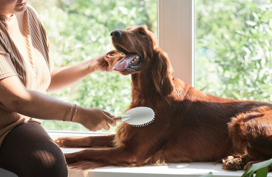 Top Grooming Products for Long-Haired Dogs: Keep Them Looking Their Best - Pets Essentials