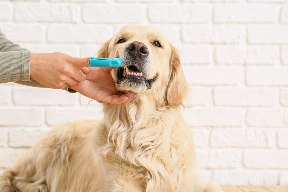 Pearly Whites 101: Pet Dental Care Explained