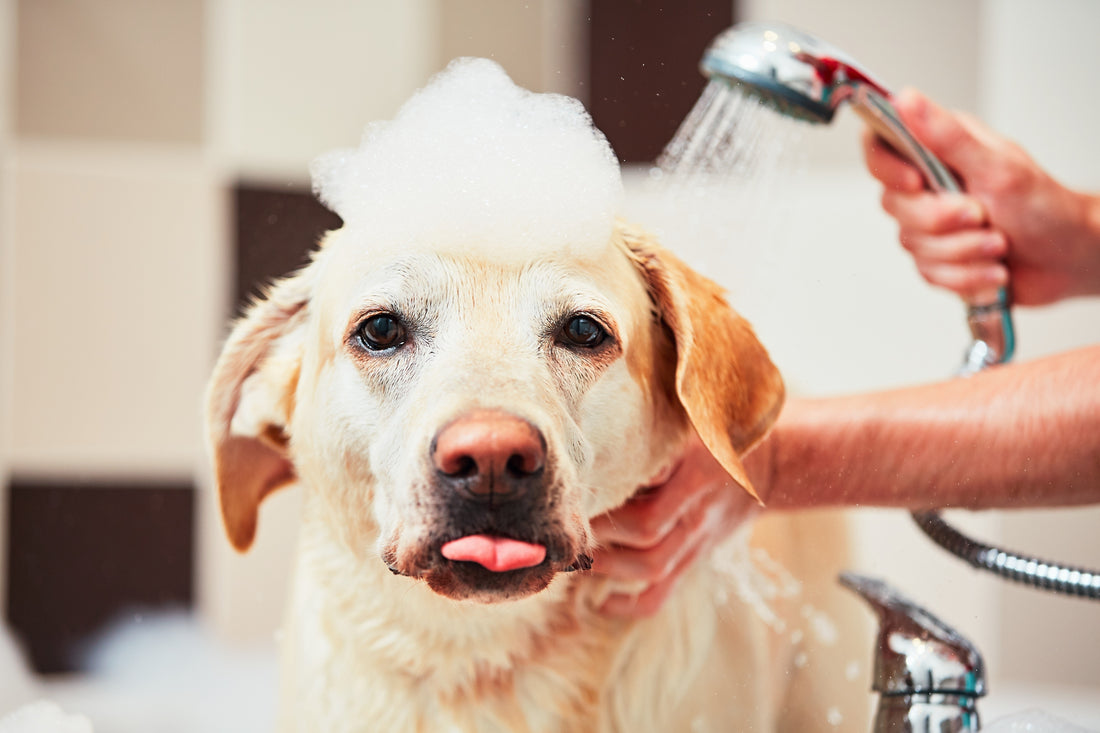 Pet Grooming 101: A Step-by-Step Guide to Keeping Your Pet Clean and Healthy