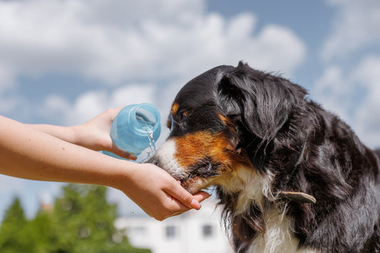 Summer Heat & Heat Stroke in Dogs: What Every Pet Parent Should Know