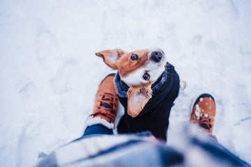 Our Picks: Winter Care Essentials for Dogs and Cats