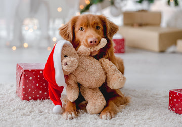 Paw-some Presents: The Ultimate Pet Gift Guide for Your Furry Friend! - Dog Edition