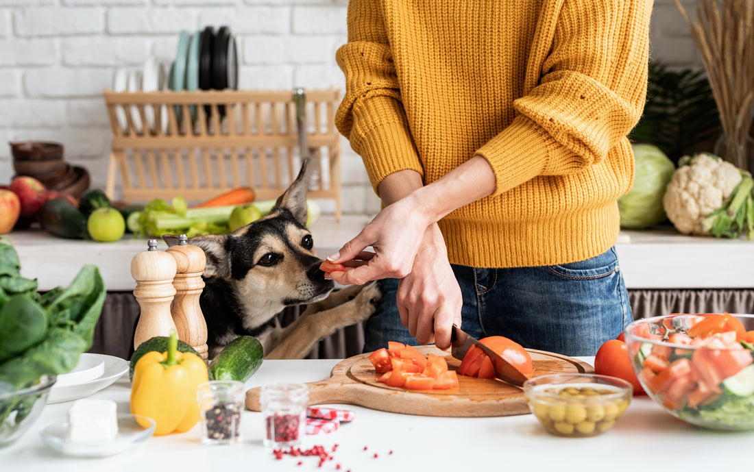 Crafting Nutrition: The Essentials of Homemade Pet Food