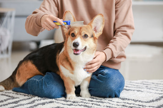 An Eco-Friendly Pet Care Routine: Simple Steps for Greener Grooming - Pets Essentials