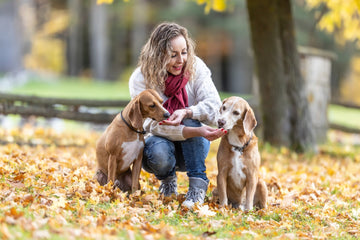 Autumn Flavors for Pets: Safe and Healthy Fall-Themed Ingredients - Pets Essentials