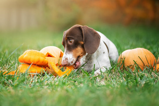 Can Dogs Eat Pumpkin? Benefits, Serving Tips & What to Avoid - Pets Essentials
