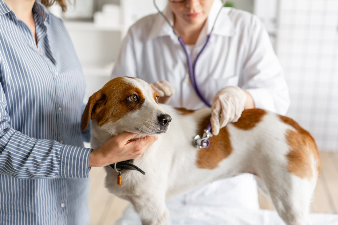 Canine Lymphoma: Understanding, Detecting, and Navigating the Journey - Pets Essentials