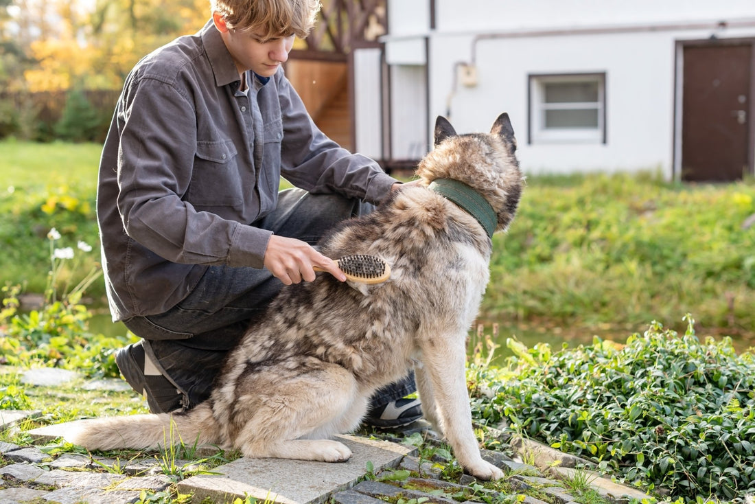 Fall Skin & Coat Care for Dogs & Cats: Grooming, Shedding & Dry Skin Tips - Pets Essentials