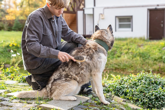 Fall Skin & Coat Care for Dogs & Cats: Grooming, Shedding & Dry Skin Tips - Pets Essentials