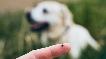 Fleas and Ticks Prevention for Your Furry Friend - Pets Essentials