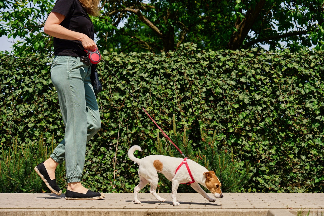 Leash Etiquette 101: Walking Your Dog Respectfully in Public - Pets Essentials