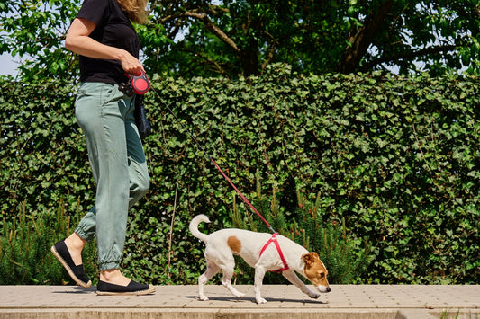 Leash Etiquette 101: Walking Your Dog Respectfully in Public - Pets Essentials