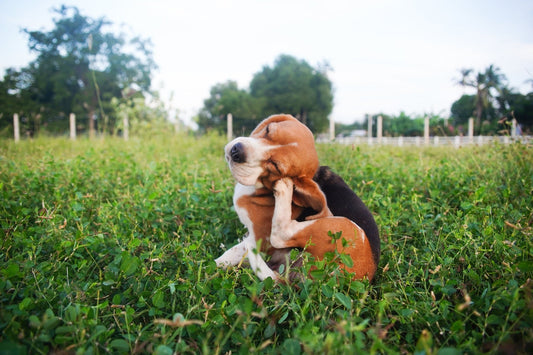 Looking for Natural Flea & Tick Prevention? Here’s What Pet Parents Should Know - Pets Essentials