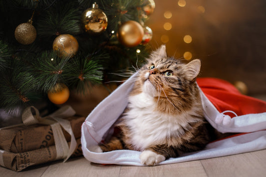 Paw-some Presents: The Ultimate Pet Gift Guide for Your Furry Friend! - Cat Edition - Pets Essentials