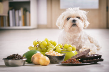 Paws Off: Strategies for Pet Poison Prevention - Pets Essentials