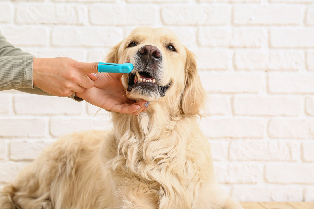 Pearly Whites 101: Pet Dental Care Explained - Pets Essentials