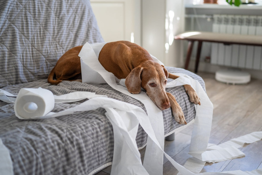Pet Enrichment at Home: Beating the "Dog Days" of Boredom - Pets Essentials