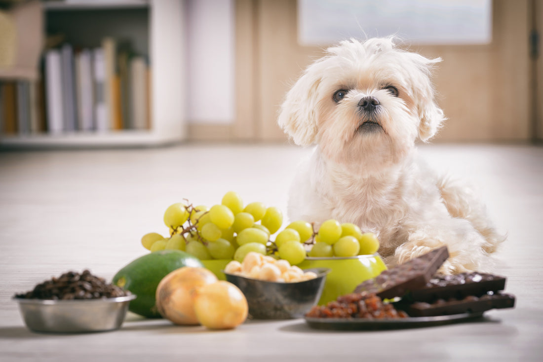Paws Off: Strategies for Pet Poison Prevention