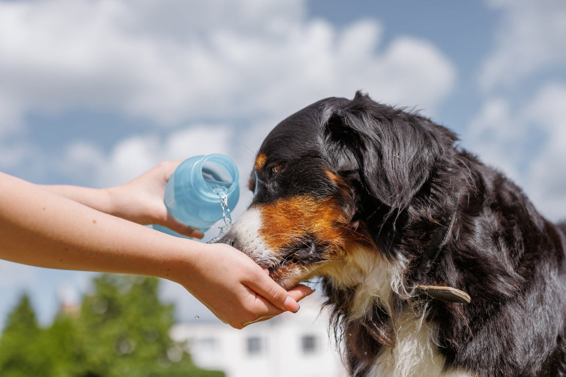 Summer Heat & Heat Stroke in Dogs: What Every Pet Parent Should Know - Pets Essentials