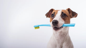 The Pet Parent’s Guide to Dental Health: Why Clean Teeth = Happy Pets - Pets Essentials