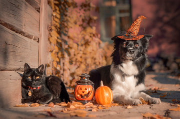 Trick or Treat: Unmasking the Truth About Common Pet Products - Pets Essentials