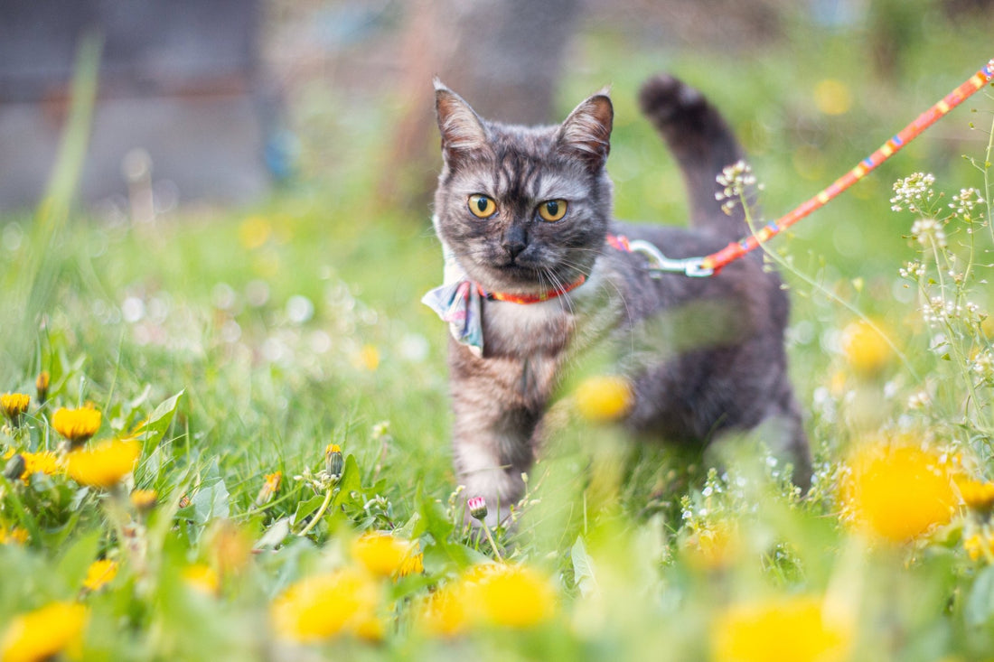 What to Know About Walking Your Cat - Pets Essentials