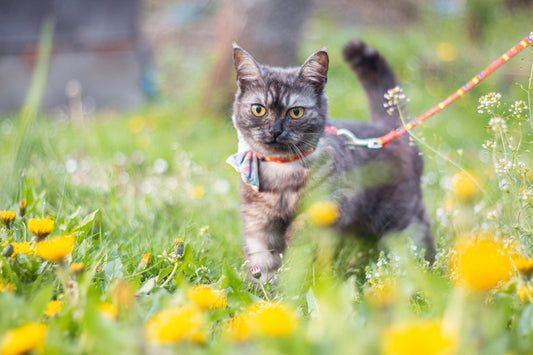 What to Know About Walking Your Cat - Pets Essentials