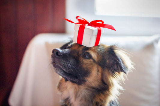 Why November is the Best Time to Stock Up on Pet Essentials - Pets Essentials