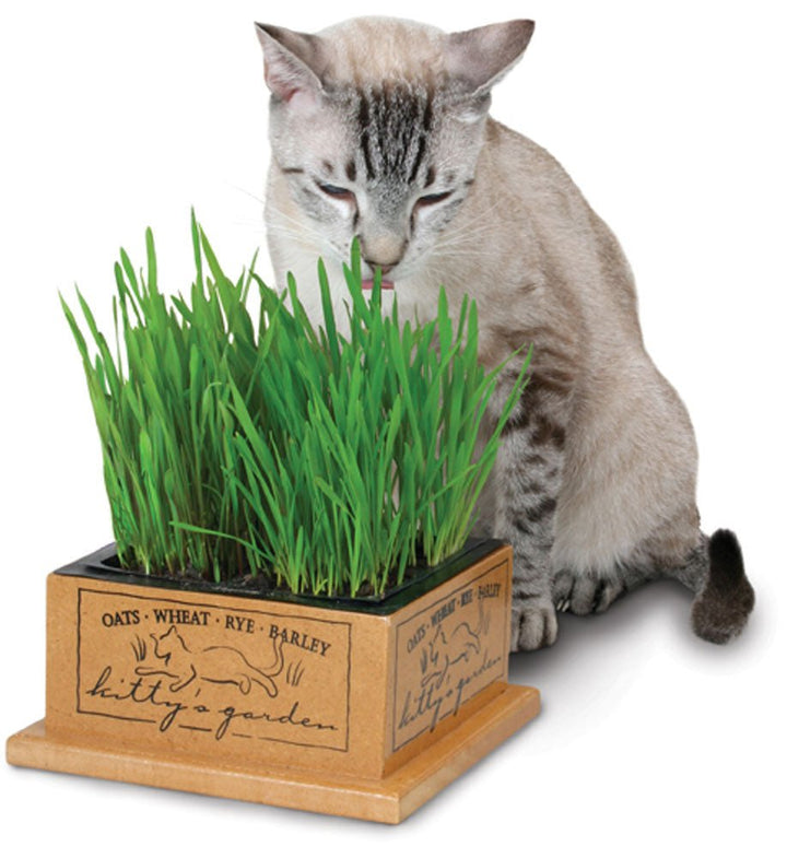 SmartCat Kitty's Garden - Pets Essentials